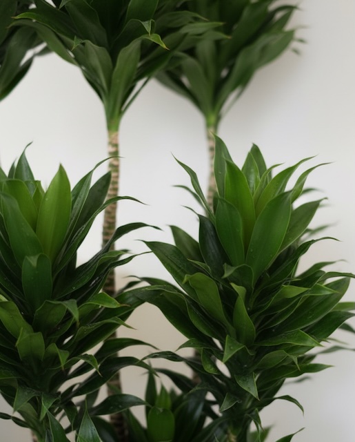 드라세나 몸팩타 Dracaena deremensis