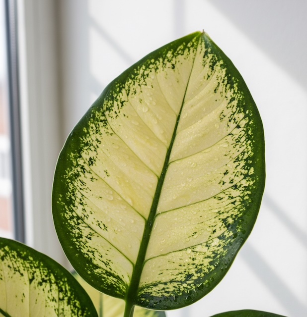 디펜바키아 마리안느 Dieffenbachia ‘Marianne’